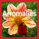 SappAnomalies.jpg SappAnomalies.jpg